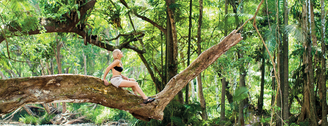 LISA-sprachreisen-englisch-Cairns-regenwald-baeume-ausflug-australien