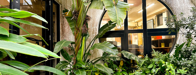 Grünpflanzen vor der LISA! Sprachschule in Okinawa Blick durch Pfanzen in ein rundes Fenster in die LISA! Sprachschule in Okinawa