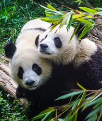 Chengdu – Mini grupo